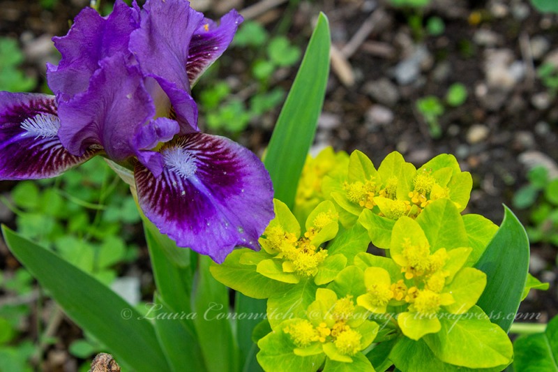 Iris and Spurge (Euphorbia)