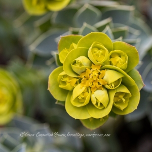 Myrtle Spurge/Euphorbia