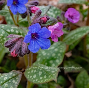 Spotted Lungwort/Pulmonaria